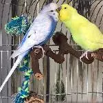 Suchen Schwarm für unsere beiden etwas über 1 Jahr alten Wellis Bild 4