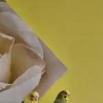 Wir müssen unsere 2 Lieblinge abgeben. Bild 3