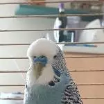 Männlicher Wellensittich (Blau) abzugeben Bild 2