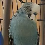 Männlicher Wellensittich (Blau) abzugeben Bild 1