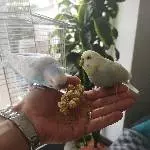 Suche ein neues Zuhause für unser Welli Pärchen (6 Monate alt) Bild 1