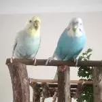 Suche ein neues Zuhause für unser Welli Pärchen (6 Monate alt) Bild 2
