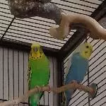 Wellensittichpärchen in München suchen ein Zuhause Bild 1