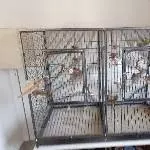 Wellensittichpärchen in München suchen ein Zuhause Bild 2