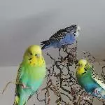 4er Trüppchen mit oder ohne Zimmervoliere abzugeben Bild 2