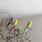 4er Trüppchen mit oder ohne Zimmervoliere abzugeben Bild 1