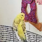 4er Trüppchen mit oder ohne Zimmervoliere abzugeben Bild 3