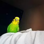 Suche neues Zuhause Bild 2
