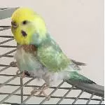- Wellensittich Dame Lola sucht eine neues Zuhause - zu verschenken Bild 1