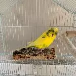 Theo sucht neue Freunde Bild 2