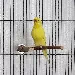 Wellensittich Henne sucht dringend neues Zuhause Bild 1