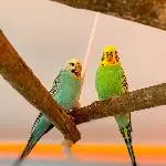 Wellensittich single abzugeben Bild 1
