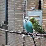 Jingles und Pepper Bild 1