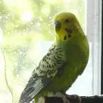 3 Wellis abzugeben Bild 2