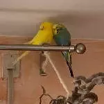 Pärchen abzugegen - w/m ca. 2,5 Jahre alt Bild 3