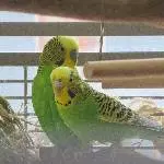 Neues Zuhause gesucht Bild 2