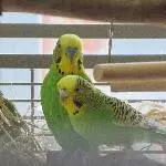 Neues Zuhause gesucht Bild 1