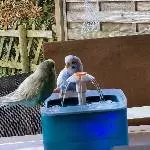 Hugo und Elly suchen ein neues Zuhause Bild 6