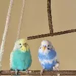 Hugo und Elly suchen ein neues Zuhause Bild 4