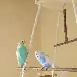 Hugo und Elly suchen ein neues Zuhause Bild 3