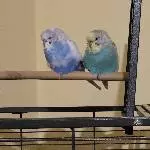 Hugo und Elly suchen ein neues Zuhause Bild 2