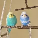 Hugo und Elly suchen ein neues Zuhause Bild 5