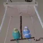 Hugo und Elly suchen ein neues Zuhause Bild 1