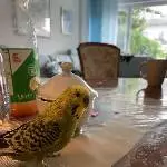 Wellensittichpärchen sucht ein Zuhause Bild 2