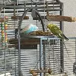 Wellensittichpärchen sucht ein Zuhause Bild 3