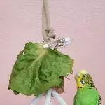 Einsame Wellensittich-Dame sucht ein neues Zuhause Bild 2