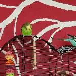 Einsame Wellensittich-Dame sucht ein neues Zuhause Bild 7