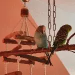 Einsame Wellensittich-Dame sucht ein neues Zuhause Bild 4