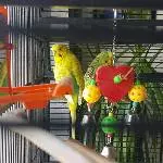 Chico und Lucy suchen neues Zuhause Bild 1