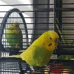 Chico und Lucy suchen neues Zuhause Bild 2
