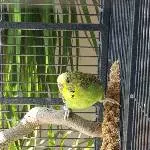 Chico und Lucy suchen neues Zuhause Bild 3