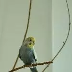 Babyblue und Yellowman suchen ein neues Zuhause Bild 1