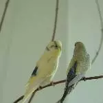 Babyblue und Yellowman suchen ein neues Zuhause Bild 3