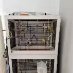 4 Wellensittiche suchen leider ein neues Zuhause Bild 1