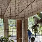 Junge Wellensittiche suchen ein Zuhause Bild 2