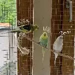 Junge Wellensittiche suchen ein Zuhause Bild 1