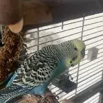 Maurice (m, 6J.) sucht ein neues Zuhaus, da sein Freund Tweety gestorben ist Bild 1
