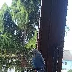 WelliHahn Fairy, 7Jahre sucht neues Zuhause Bild 1