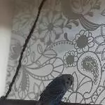 WelliHahn Fairy, 7Jahre sucht neues Zuhause Bild 2