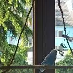 WelliHahn Fairy, 7Jahre sucht neues Zuhause Bild 3