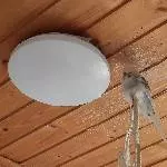 5 Wellis suchen ein neues Zuhause Bild 3