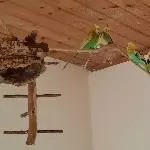5 Wellis suchen ein neues Zuhause Bild 2