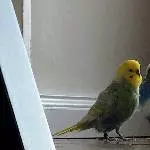 Josef und Ernie suchen ein Zuhause Bild 1
