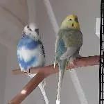 Josef und Ernie suchen ein Zuhause Bild 2