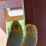 Fipsi und Coco suchen ein neues Zuhause Bild 1