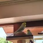 Fipsi und Coco suchen ein neues Zuhause Bild 2